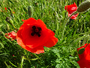 field of poppies